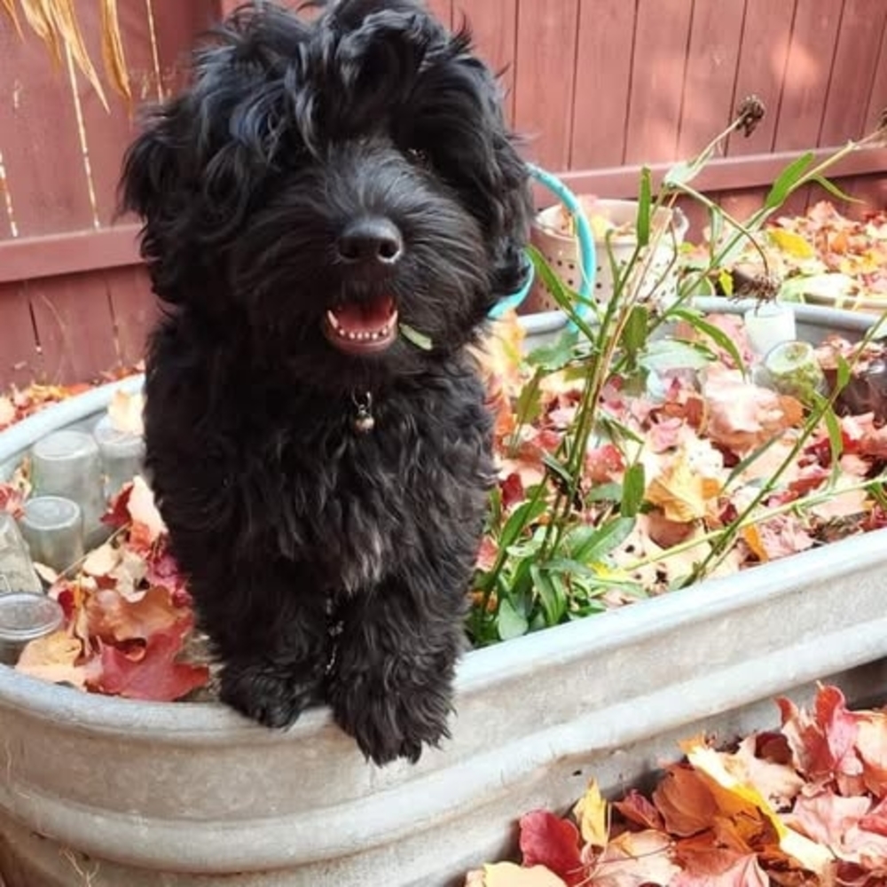 Meet your Posher, Berecca